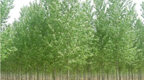 白蠟苗的正確種植方法你知道嗎？